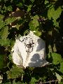 images/leaf shine.JPG